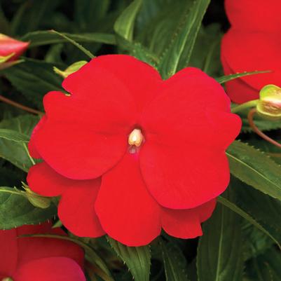 Impatiens New Guinea Sonic Deep Red