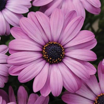 Osteospermum Akila Lavender Shades
