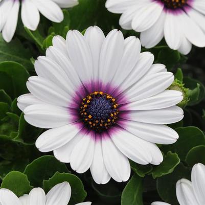 Osteospermum Akila Series 'White Purple Eye' Osteospermum Akila Series 'White Purple Eye'
