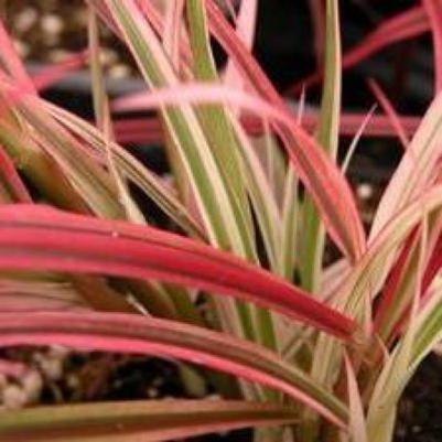 Pennisetum advena Fireworks