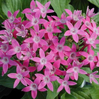 Pentas Butterfly Series 'Deep Pink' Pentas Butterfly Series 'Deep Pink'
