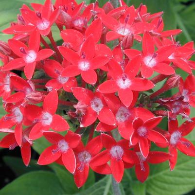 Pentas Butterfly Series 'Red' Pentas Butterfly Series 'Red'