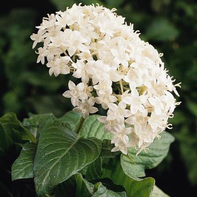 Pentas Butterfly Series 'White' Pentas Butterfly Series 'White'