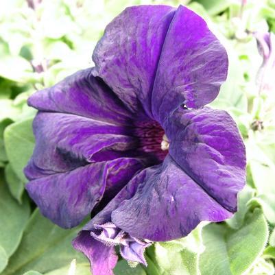 Petunia Dreams Dreams Midnight