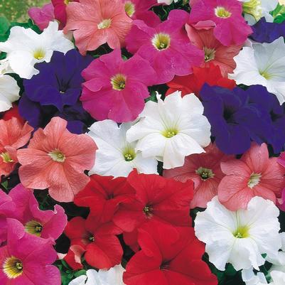Petunia Dreams Dreams Mix