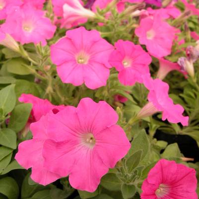 Petunia Wave Pink