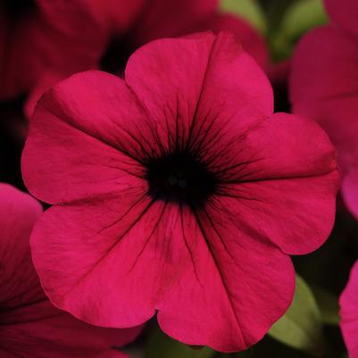 Petunia Wave Purple