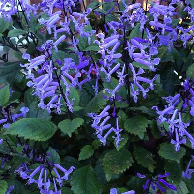 Plectranthus Mona Lavender