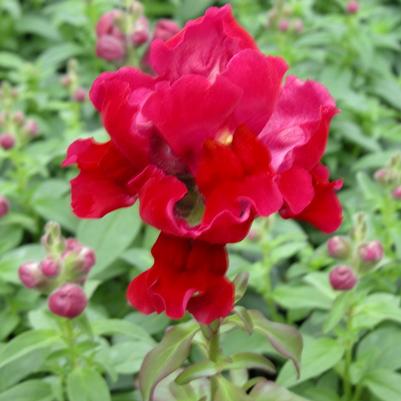 Snapdragon Snapshot Red