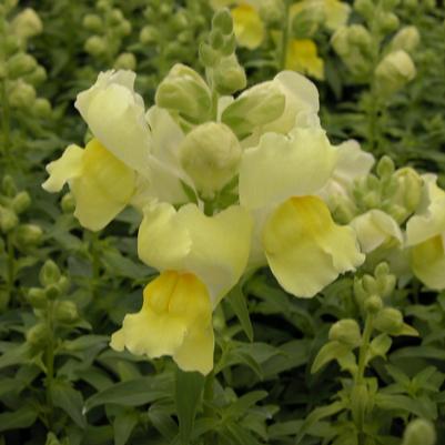 Snapdragon Snapshot Yellow
