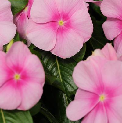 Vinca Titan Icy Pink