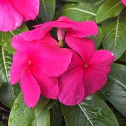 Vinca Titan Punch
