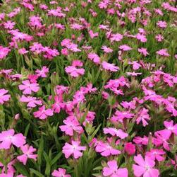 Silene caroliniana Silene caroliniana