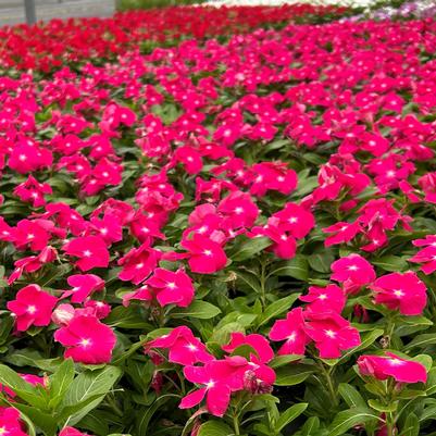 Vinca Titan Rose