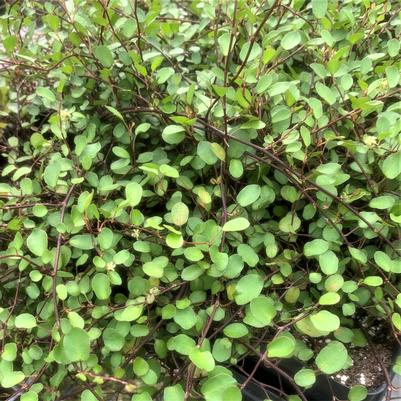 Meuhlenbeckia axillaris Meuhlenbeckia axillaris