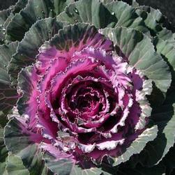 Kale Osaka 'Pink' Kale Osaka 'Pink'