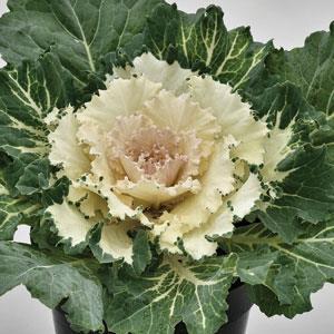 Kale Osaka IQ White