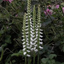 Spiranthes cer. var. odorata Spiranthes cer. var. odorata