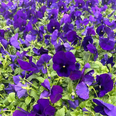 Pansy Matrix Deep Blue Blotch