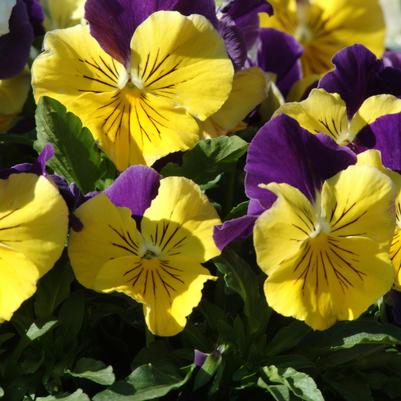 Pansy Matrix Morpheus