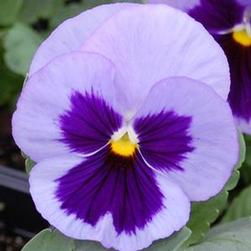 Pansy Matrix Ocean
