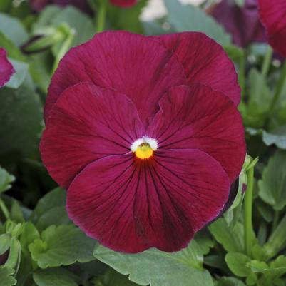 Pansy Matrix Rose