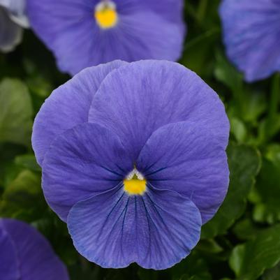 Pansy Matrix True Blue