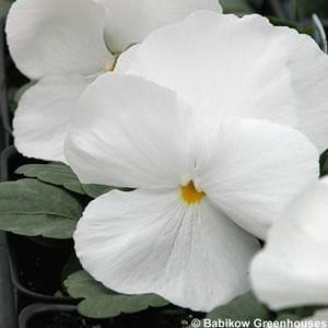 Pansy Matrix White