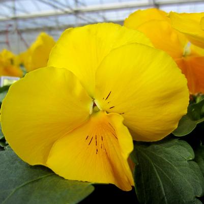 Pansy Matrix Yellow