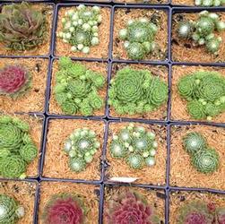 Sempervivum 'Chick's Mix' Sempervivum 'Chick's Mix'