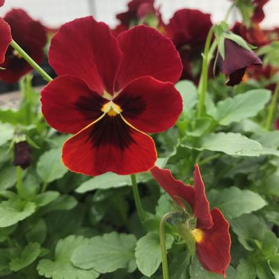Viola Penny Red Blotch