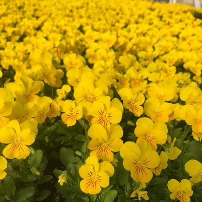 Viola Penny Yellow