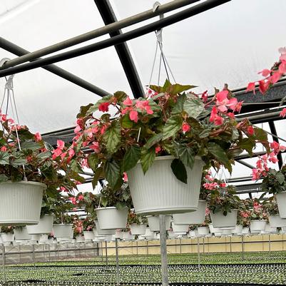 Begonia Hanging Basket Richmondensis