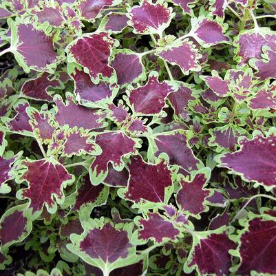 Coleus Inky Fingers