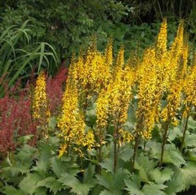 Ligularia ste. Little Rocket