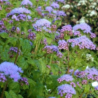 Eupatorium coelestinum 
