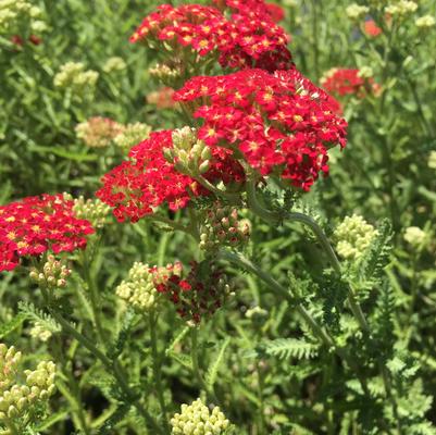 Achillea 'Red Velvet' Achillea 'Red Velvet'