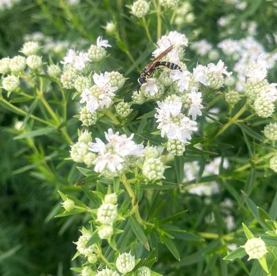 Pycnanthemum virginianum 