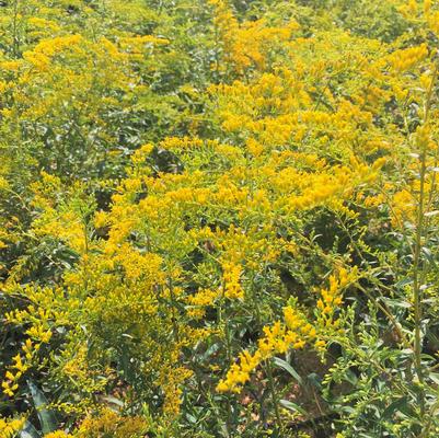 Solidago rugosa 