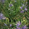 Camassia leichtlinii Camassia leichtlinii