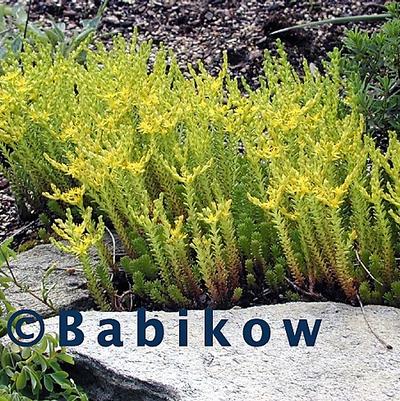 Sedum acre 