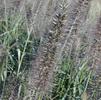 Pennisetum 'Moudry' Pennisetum 'Moudry'