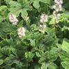 Tiarella x 'Dark Star' Tiarella x 'Dark Star'