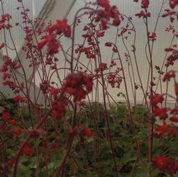 Heuchera san. 'Coral Petite' Heuchera san. 'Coral Petite'