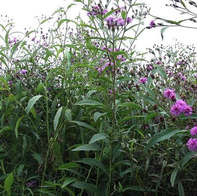 Vernonia glauca 