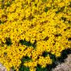 Helianthus sal. 'Low Down' Helianthus sal. 'Low Down'