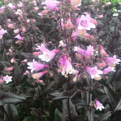 Penstemon x Dark Towers