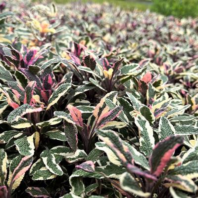 Salvia off. 'Tricolor' Salvia off. 'Tricolor'