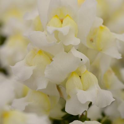 Snapdragon Snapshot White