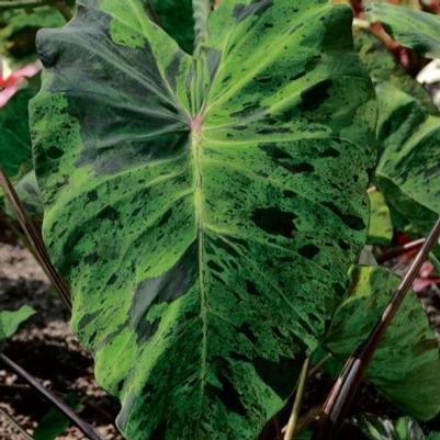 Colocasia Mojito